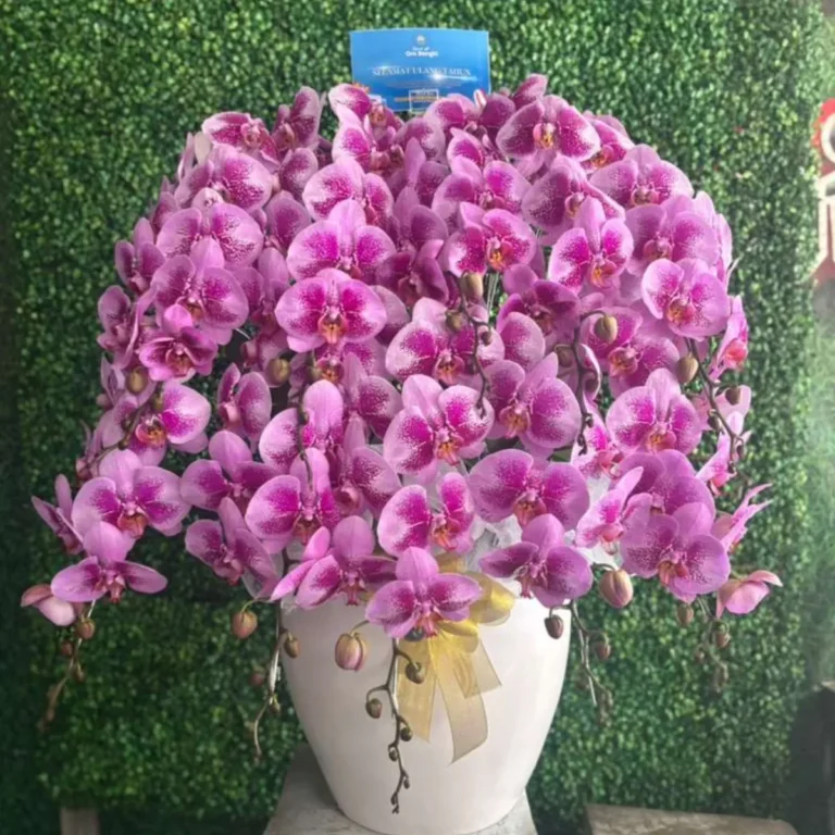 Anggrek Bulan Magenta Rimbun
