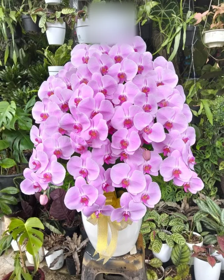 Anggrek Bulan Pink Muda Menjuntai
