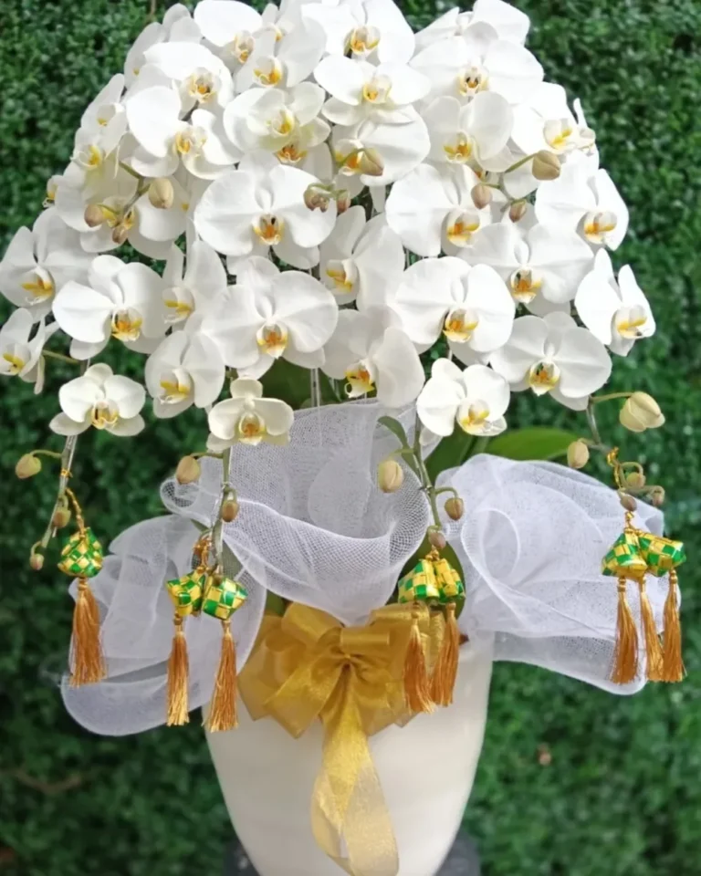 Anggrek Bulan Putih Hias Ketupat
