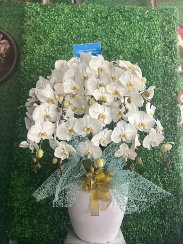 Anggrek Bulan Putih Rimbun